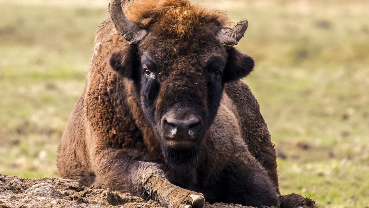 zimbru-exercitii-stretching-parcul-natural-vanatori-neamta_68332800