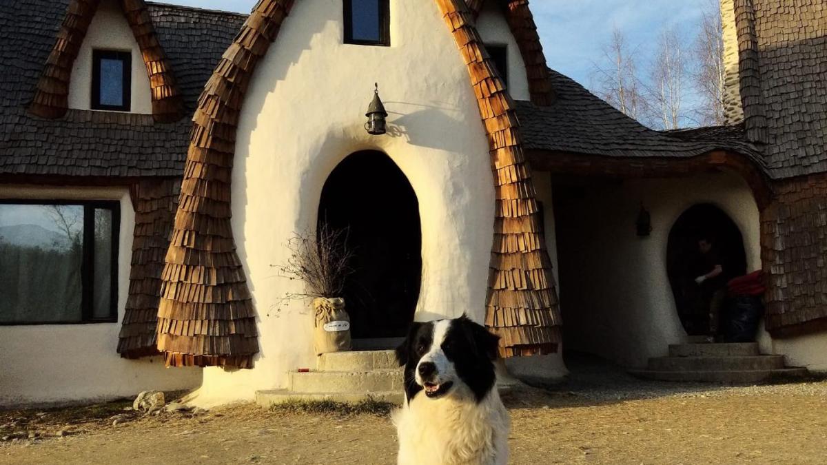 azor--cainele-de-la-castelul-de-lut--de-negasit-daca-cineva-stie-ceva-de-el--va-rog--anuntati-ma_57592800