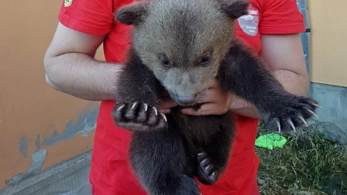 pui-de-urs-salvat3_11359600