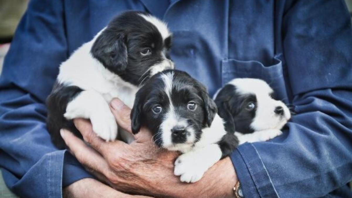 animale-covid-pandemie_52101500