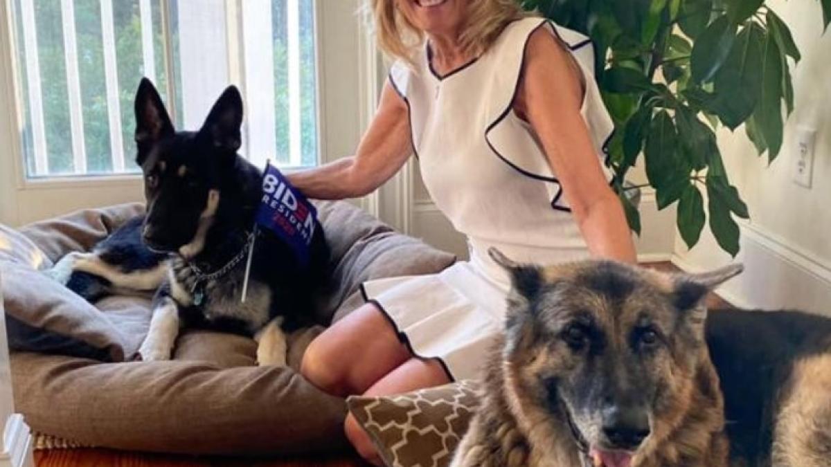 major--cainele-lui-joe-biden-a-muscat-din-nou--dupa-orele-de-dresaj--a-inhatat-pe-cineva-in-timp-ce-se-afla-la-plimbare_98443900