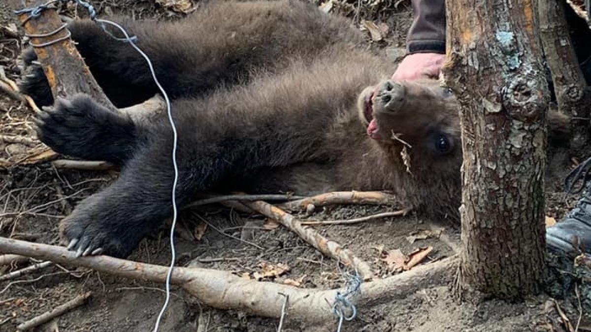 ursi-salvati1_38806900