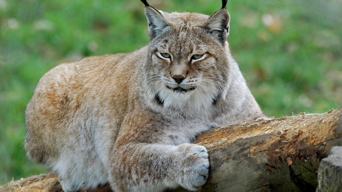 imagini-comparative-cu-mai-multe-animale-salbatice-va-puteti-da-seama-cat-de-mare-e-un-ras_58709100