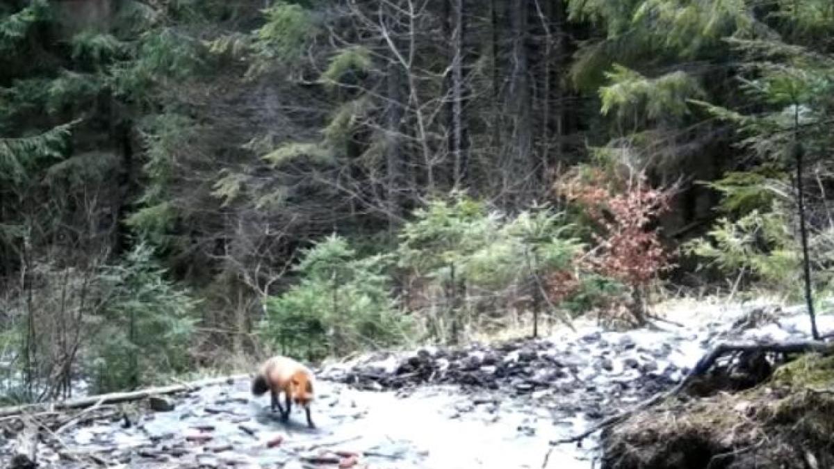 imagini-rare-cu-o-vulpe-care-iprc-ccprc-82sprc-ccprc-a6i-marcheazaprc-ccprc-86-teritoriul--surprinse-iprc-ccprc-82ntr-un-ocol-silvic_87599800