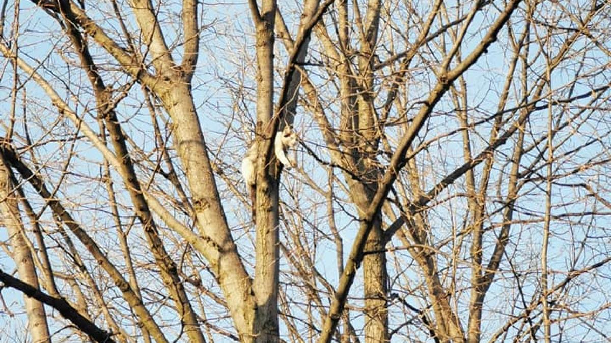 pisica-salvata_62901100