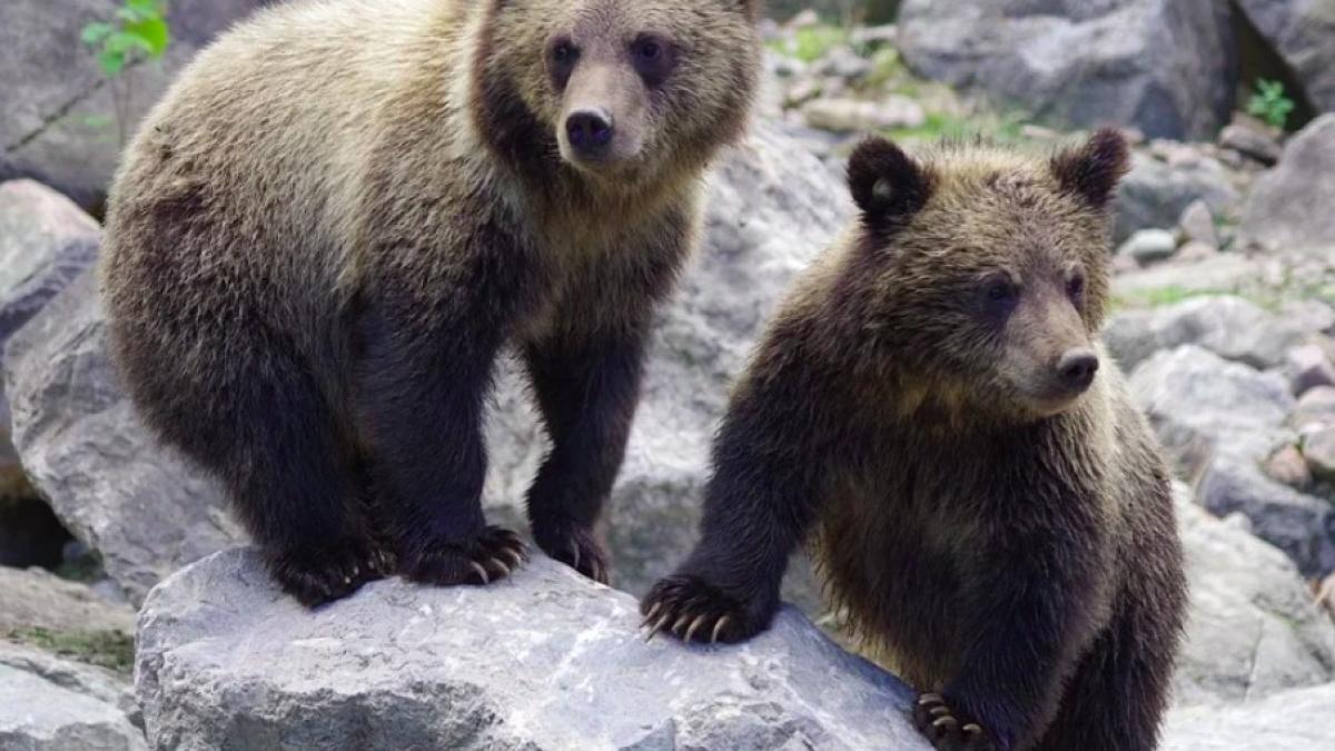 pui_urs_ilustrativ_pxb_83671800