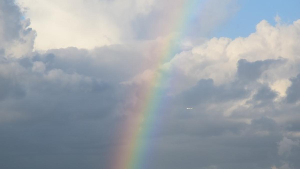 curubeu-nori-munte_51600700