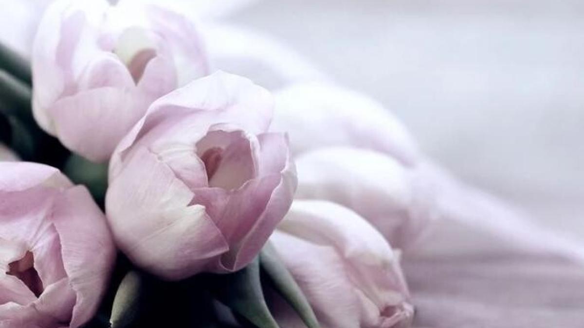 flori-medici-focsani_75352600