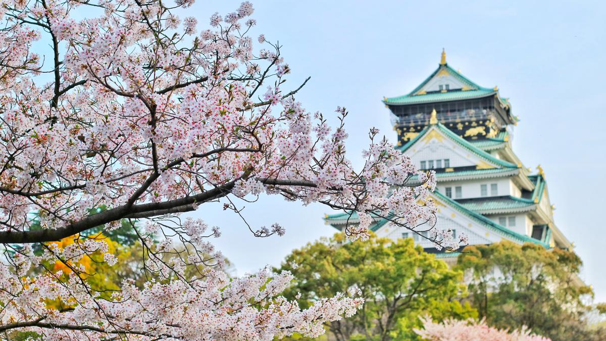 sakura_copac_japonia_inflorire_incalzire_globala_pexels_10309700