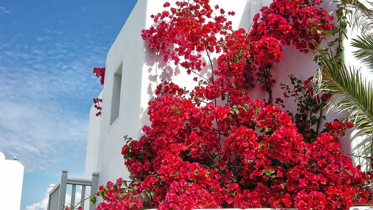 mykonos--imagini-din-paradisul-elen--galerie-foto-cu-vestita-insula-greceasca-9_05299300