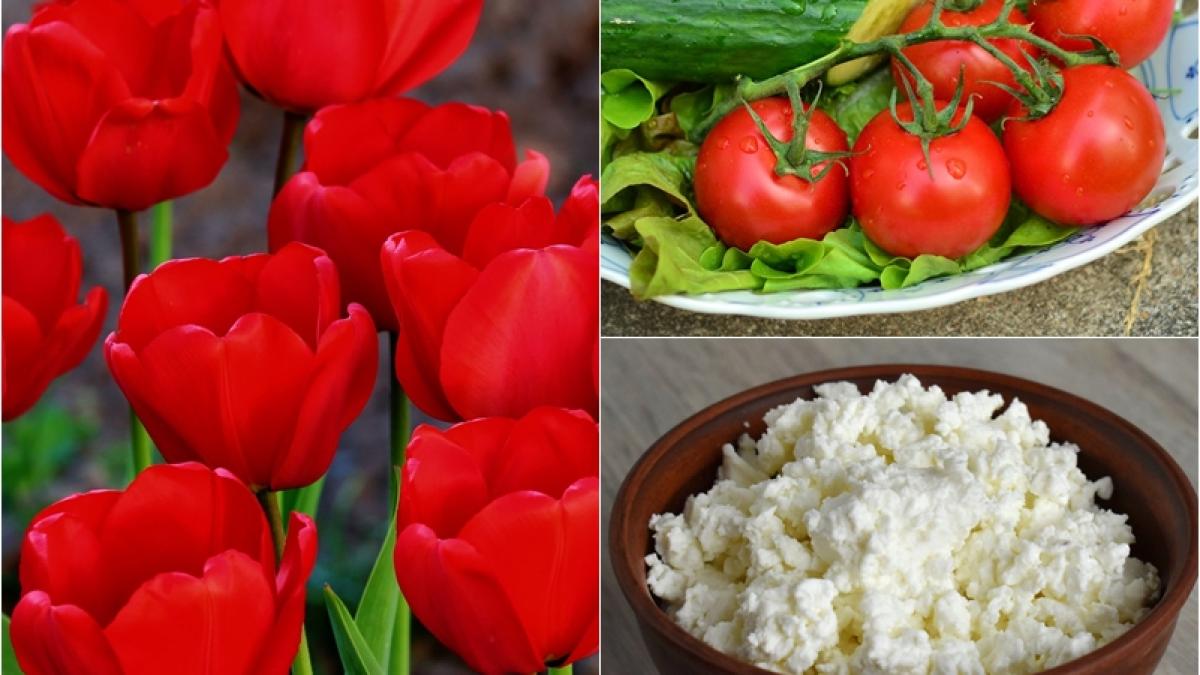 aperitiv-pentru-masa-de-pasti-lalele-umplute-cu-branza-si-castraveti_63125400