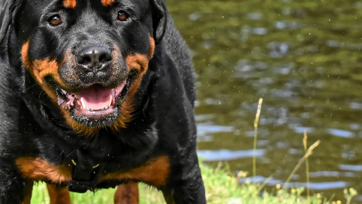 doi-rottweileri-au-sfasiat-in-doua-un-catelus_15608600