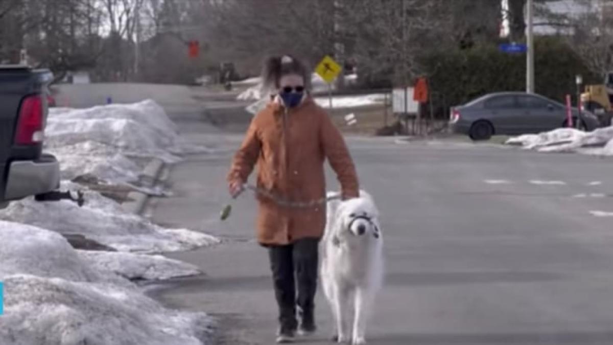 caine-a-salvat-o-stapana_92620300