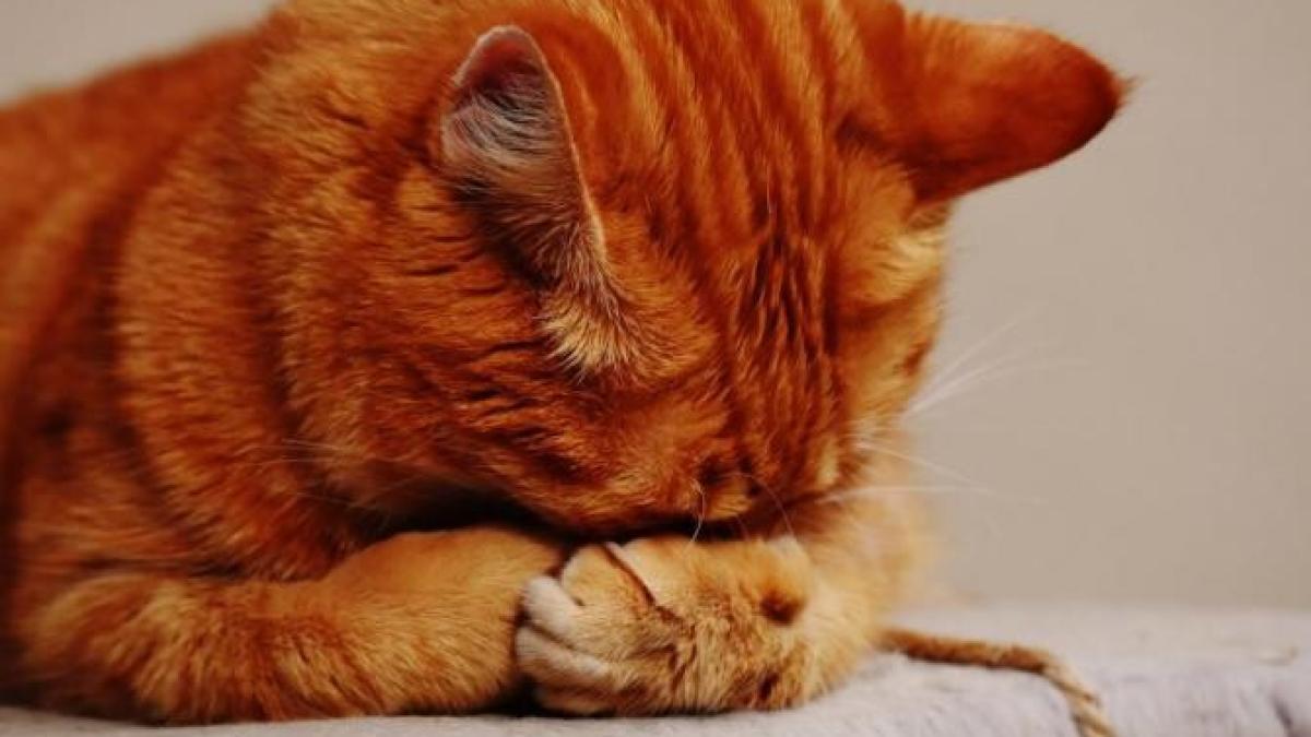 pisica_foto_pexels_04212700