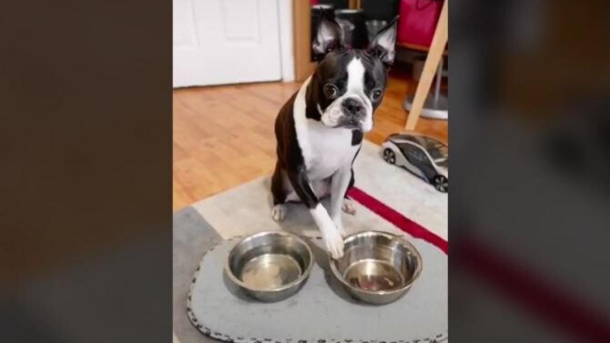 caine_viral_captura_foto_tiktok_29913700