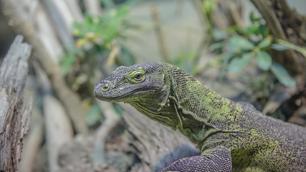 soparla-magazin-tailanda_82994600