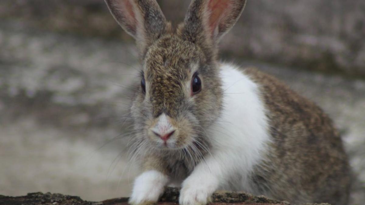 iepure_ilustrativ_international_pxb_25660300