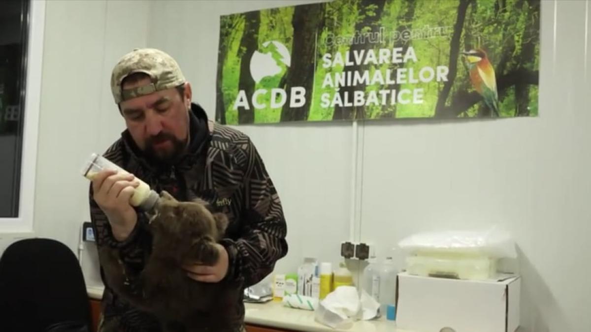 urs-salvat-vrancea-acdb_91915600