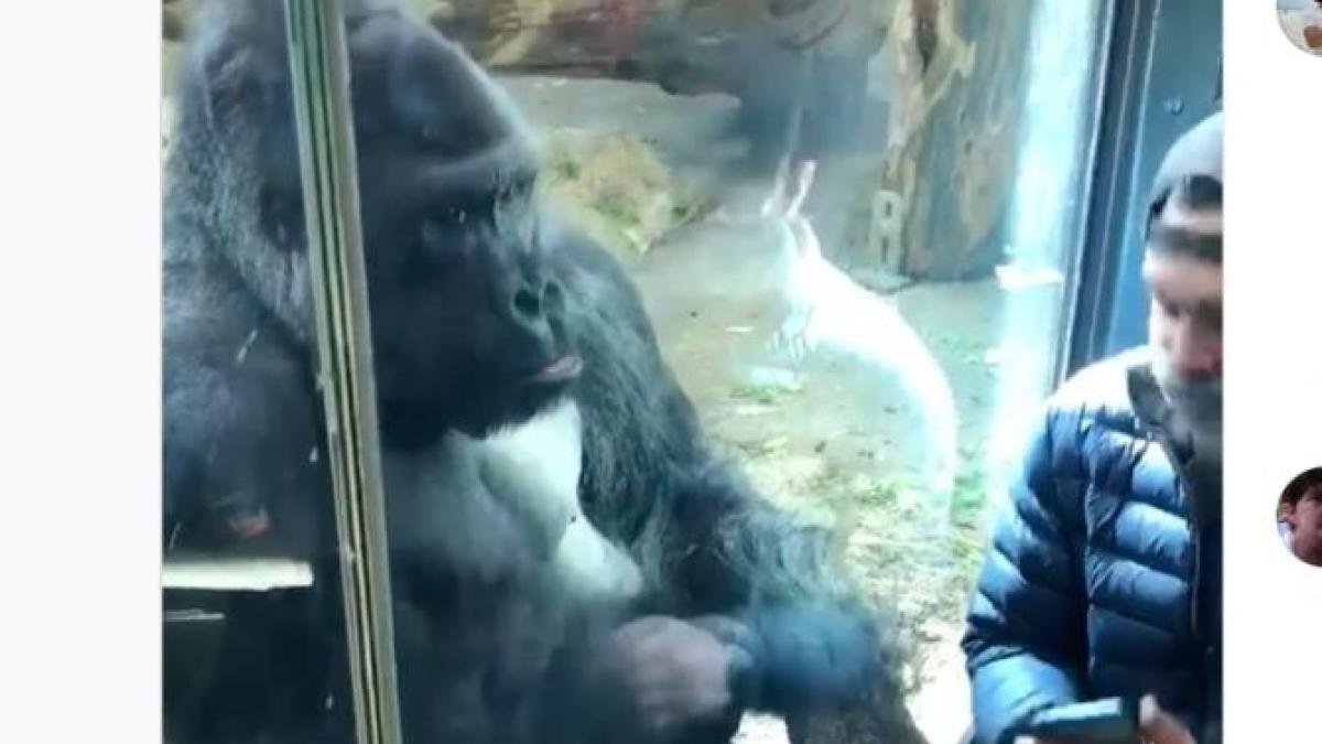 gorila-intalniri_13025100