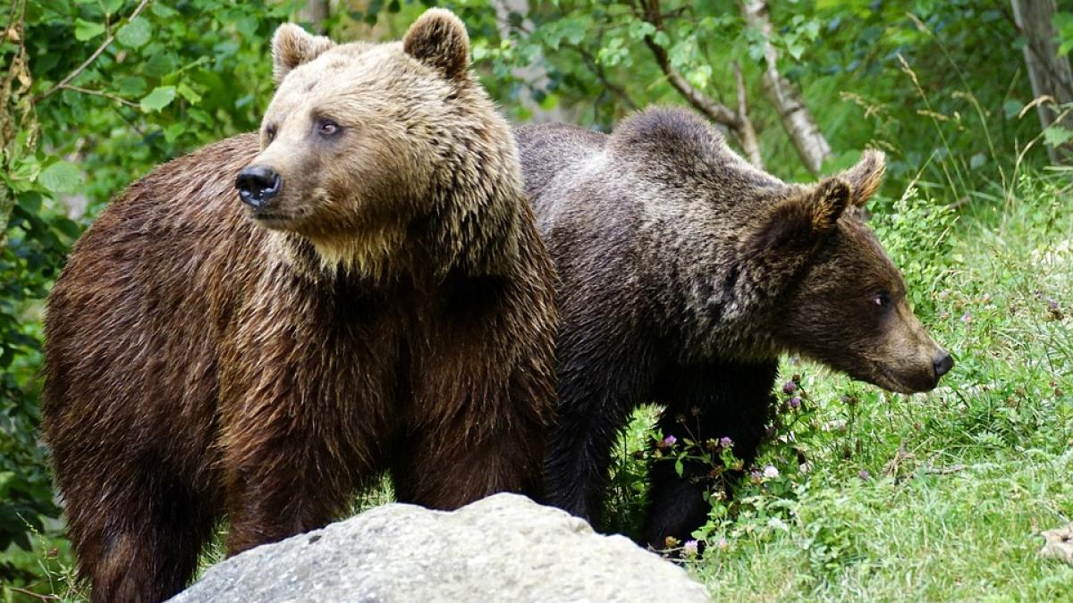 ursi-sportiv-mort_65260400