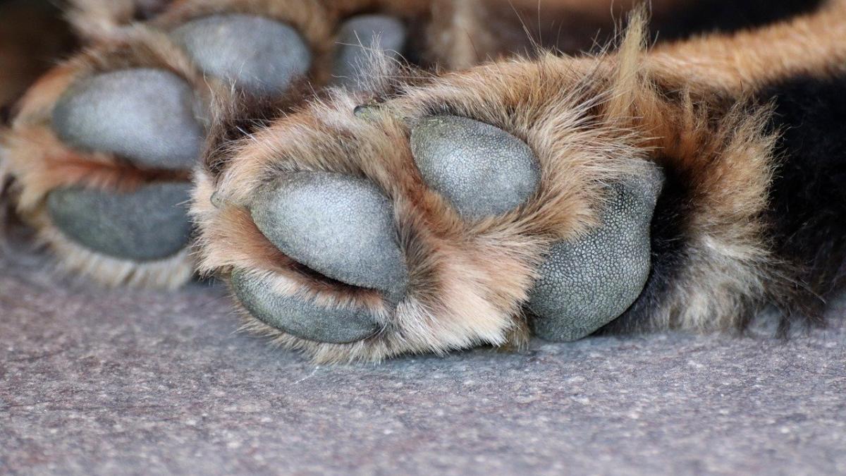 caini_suceava_spanzurati_ancheta_54387000