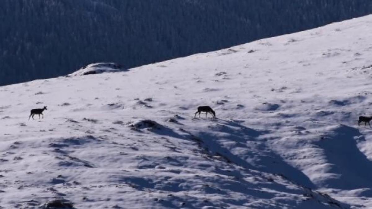 ciute-pe-munte_07713400