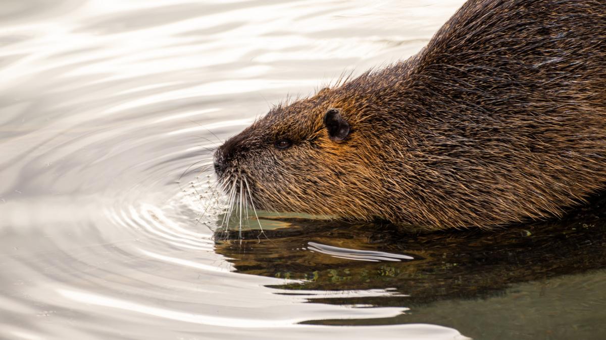 barajele-castorilor-au-blocat-scurgerea-apelor-in-harghita_97304000