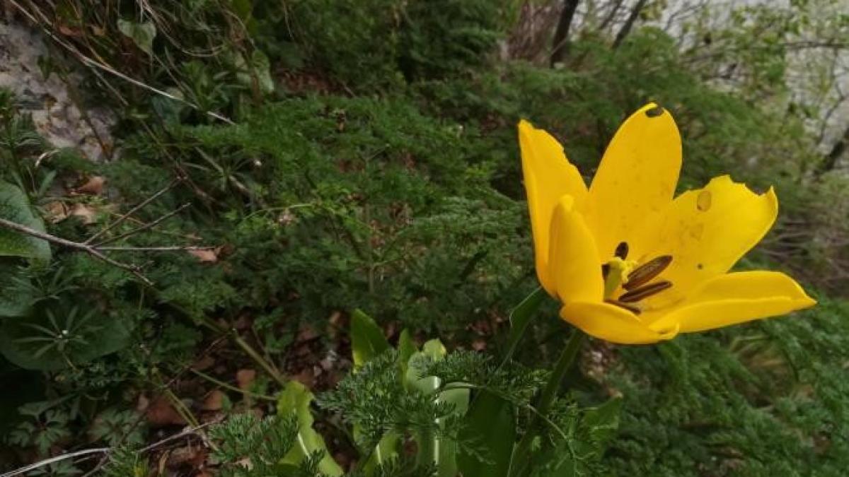 floare-cazanele-dunarii_11362900