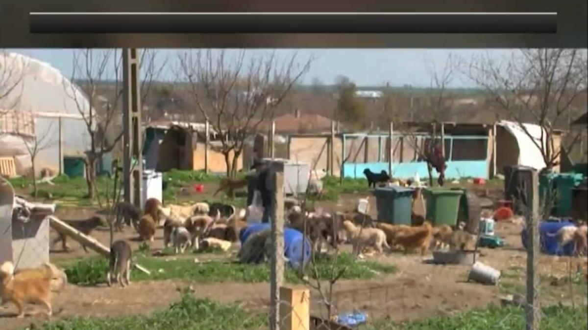 adapost-caini-constanta_63813700