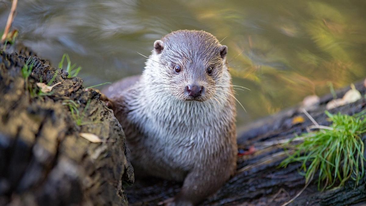 vidre-georgia-covid_01344200