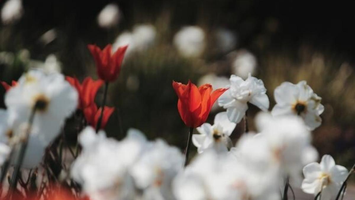 locul-special-din-romaprc-ccprc-82nia-cu-milioane-de-flori--se-aflaprc-ccprc-86-iprc-ccprc-82n-judetprc-ccprc-a6ul-brasprc-ccprc-a6ov_42133000