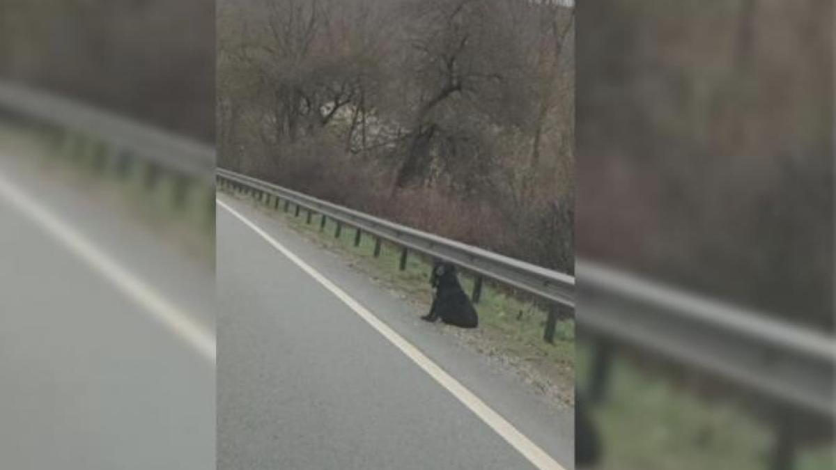 caine-stapan-accident_84984300