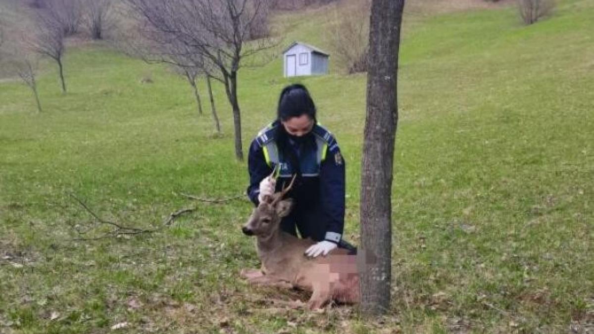 caprior-vrancea_48335400