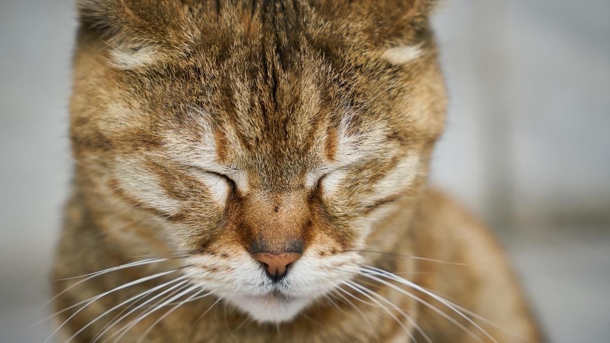 pisica-in-travaliu--schingiuita-de-mai-multi-copii--au-vrut-sa-o-taie-cu-un-ciob-sa-i-scoata-puii_86245800