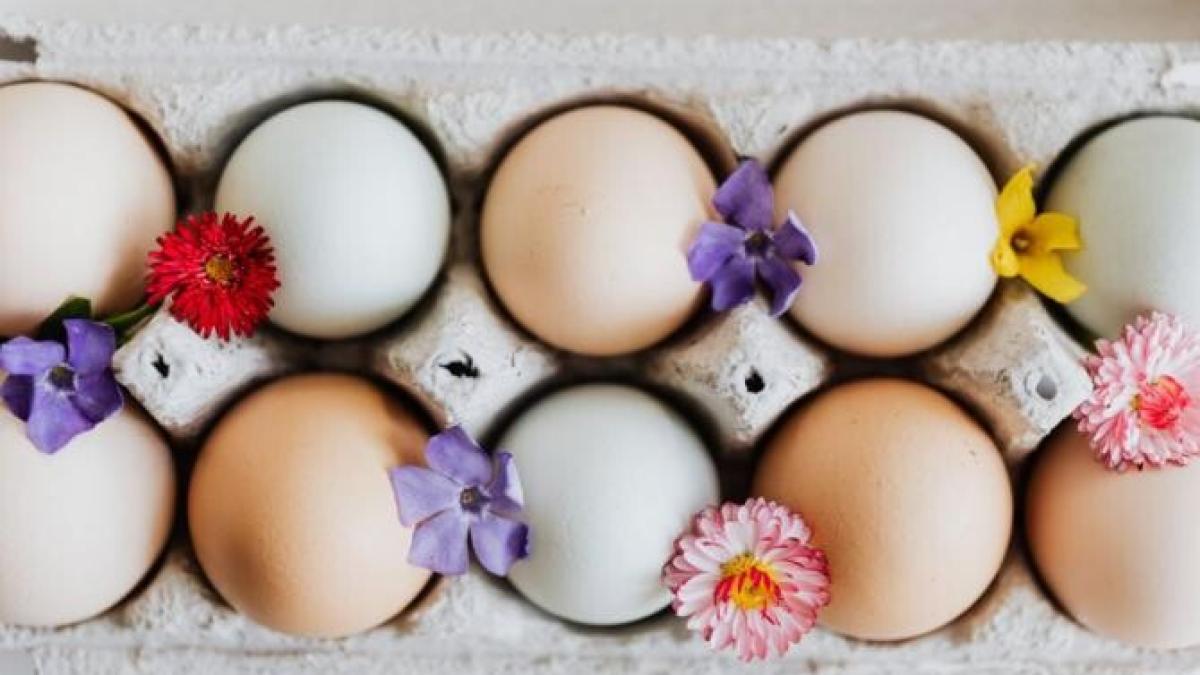 paste_foto_pexels_53282000