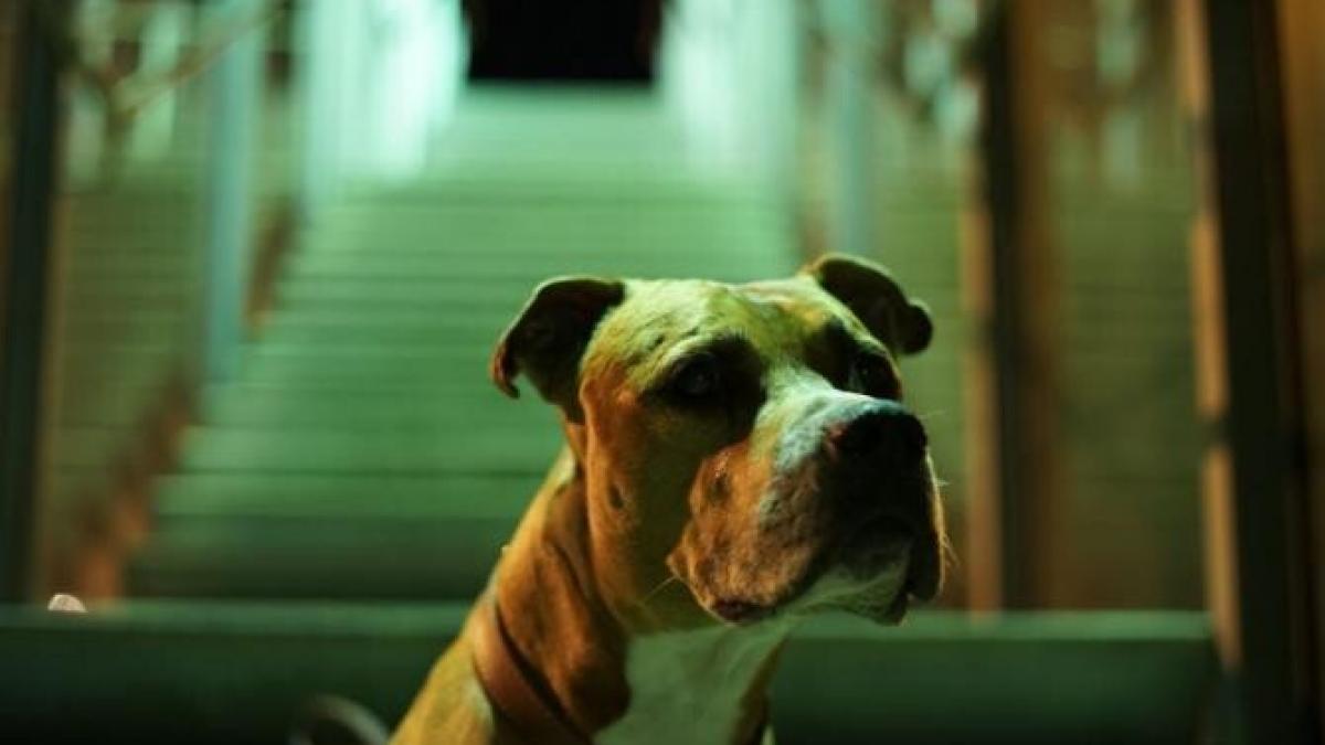 caine_pitbull_foto_pexels_42134500