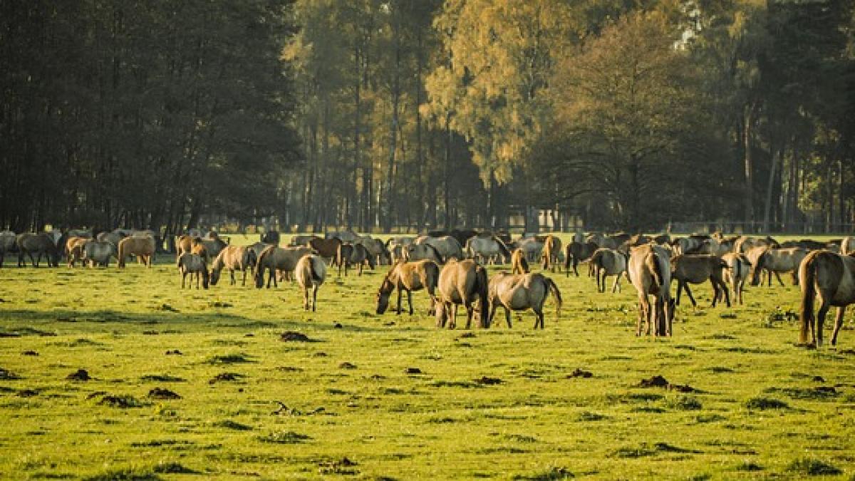 cai-salbatici-cernobil_67329700