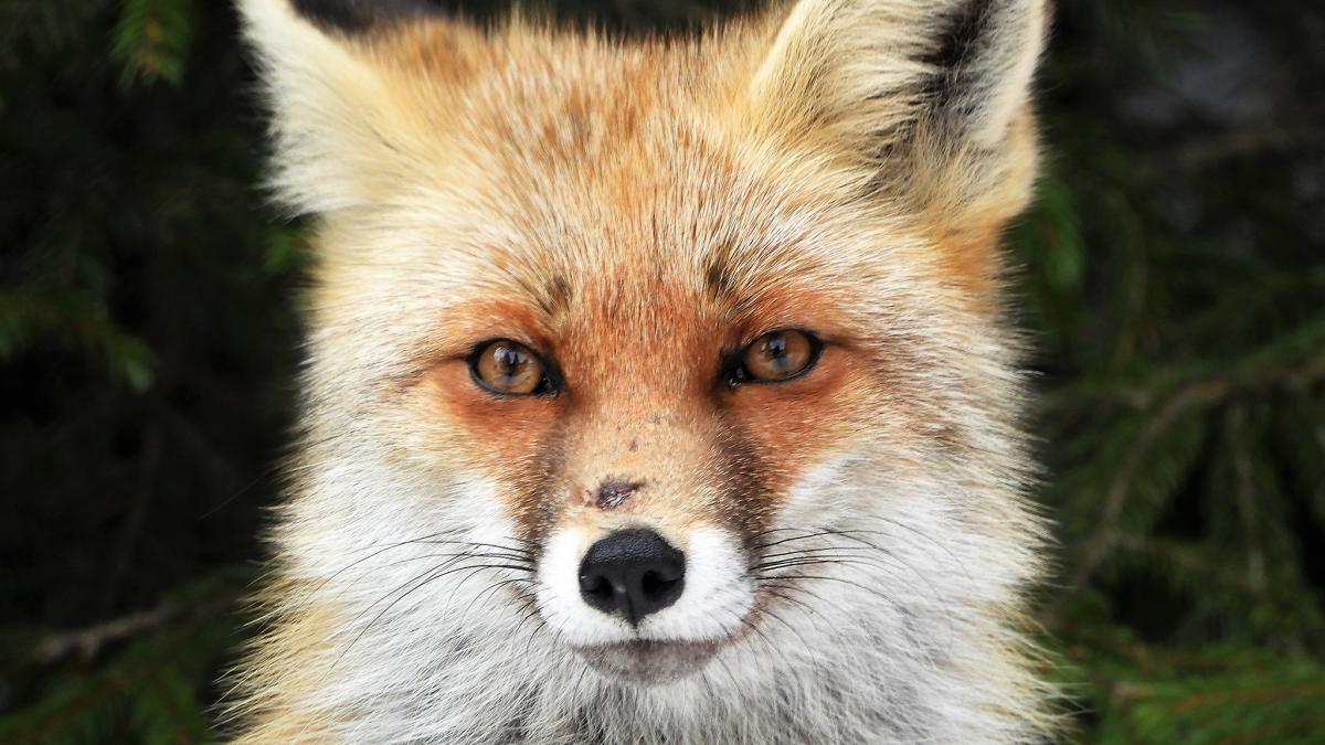 vulpe---romsilva_63391900