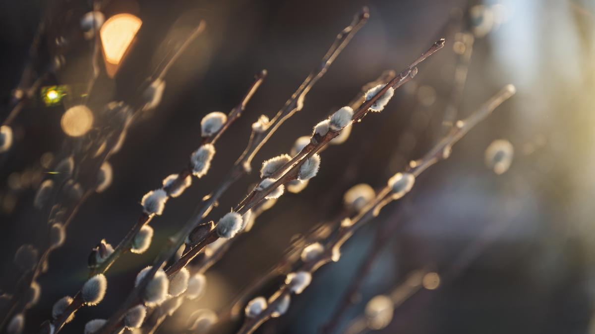 salcie-florii_04052600