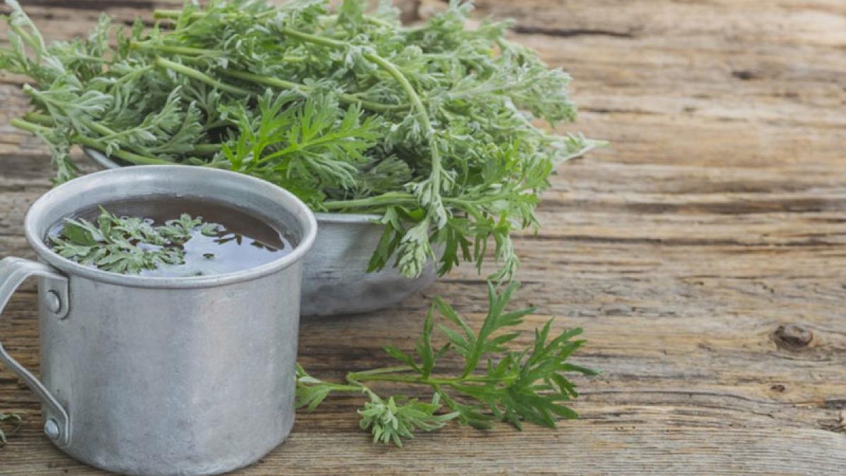 artemisia-annua-pixabay_20095100