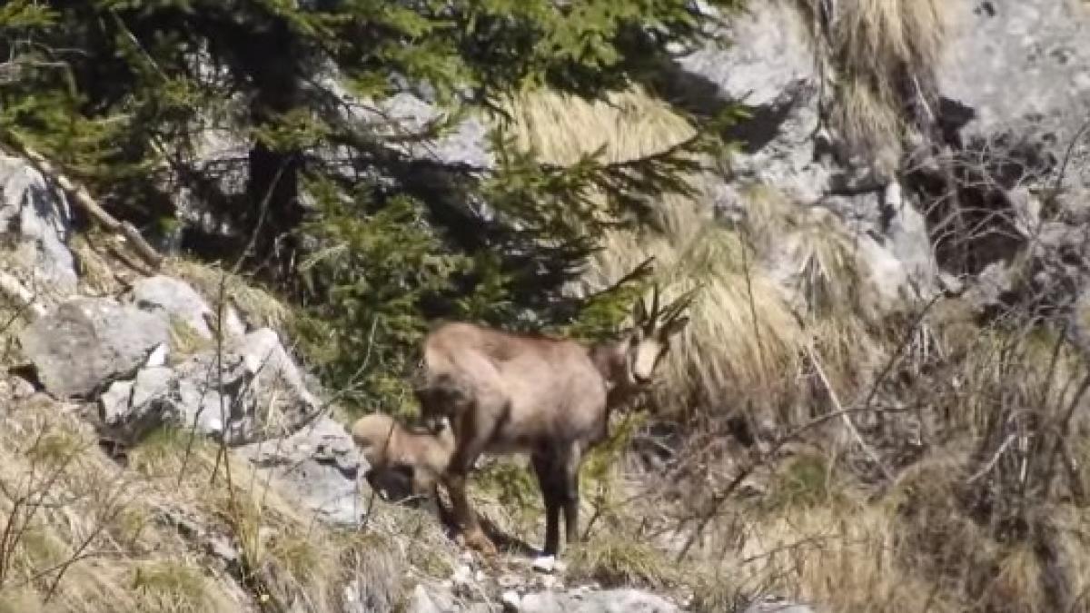 capra-neagra---captura-romsilva_34931100