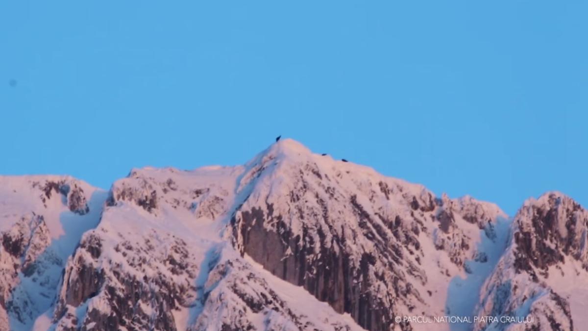 capre-negre-in-piatra-craiului_74561100