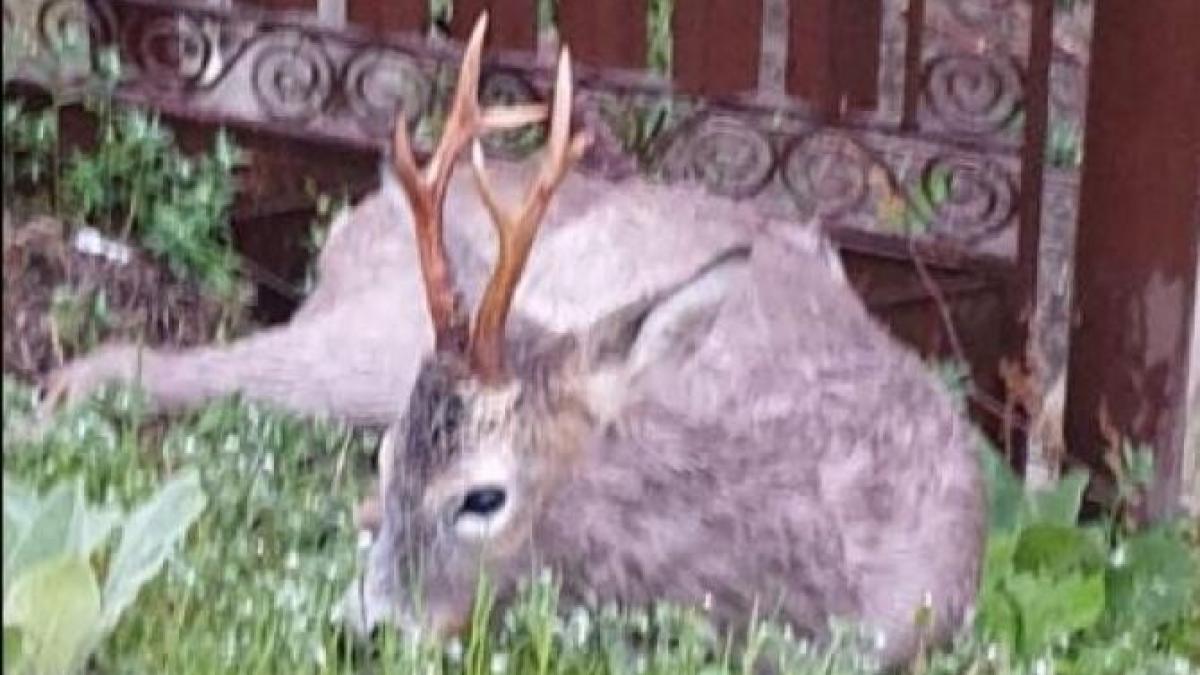 caprioara-ranita-buzau-facebook_96092100