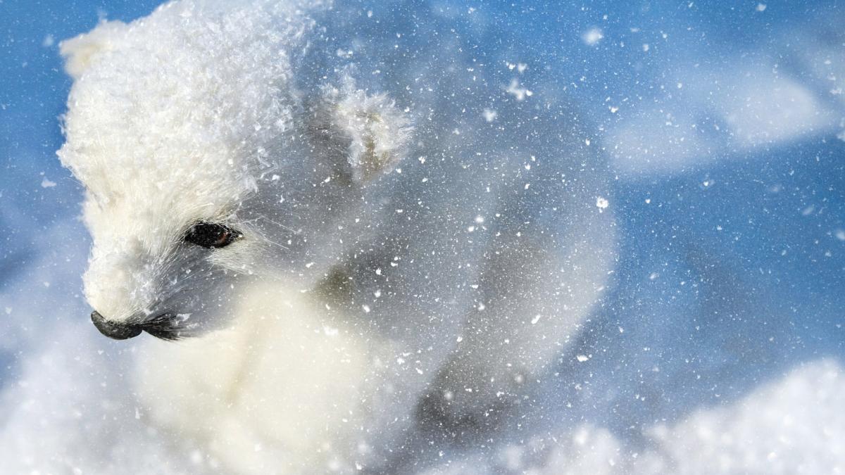 urs-polar-imblanzit-animal-de-companie_91518700