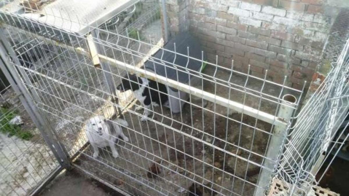 caini-arad-salvati-de-politisti_52133600