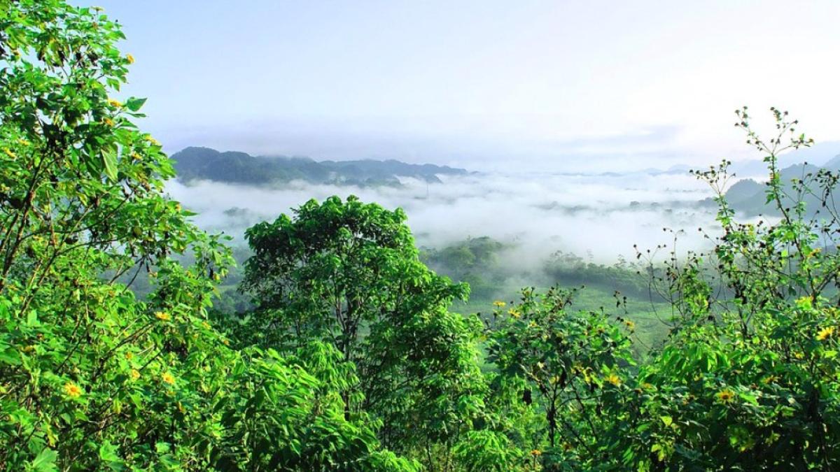 padurea_amazoniana_ilustrativ_pxb_60139100