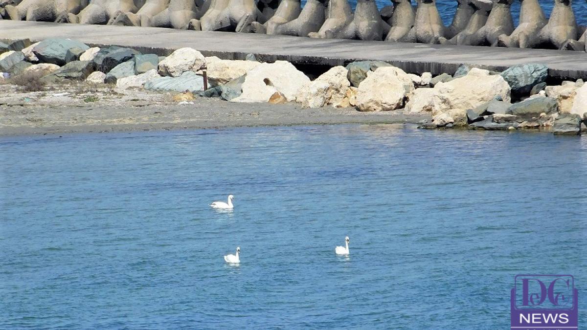 litoral_2019_marea_neagra_lebede_mangalia_19273600