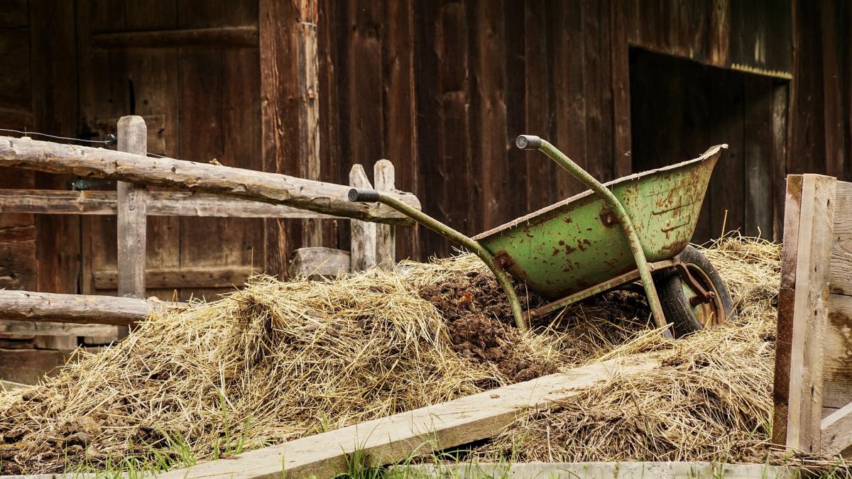 mirosul-de-balegar-lege-in-franta-daniel-cristea-enache_34897500