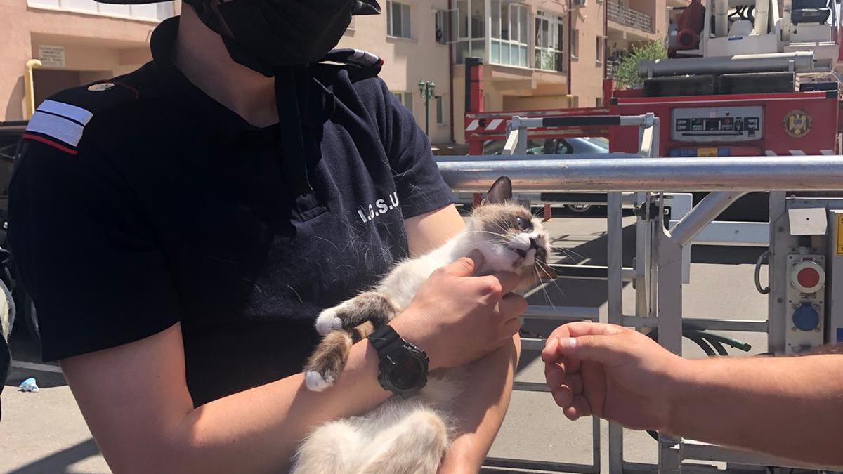 operatiune_salvare_pisica_14940200