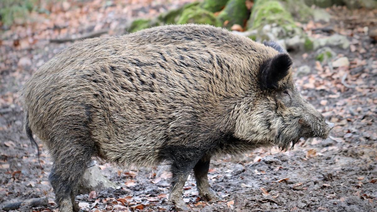 mistret-sotie-italia-pixabay_82937700